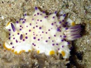 Photo:B. & S. Koretz; see record in the Sea Slug Forum